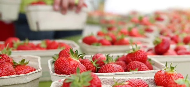 La production de fraises reste stable en 2023