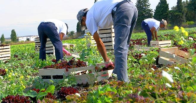  L’Inrae a présenté fin mars les résultats d’une prospective menée sur deux ans, pour définir l’agriculture en 2050… sans pesticides. Photo : Adobe Stock Philippe Leridon