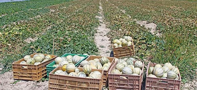 La France retrouve des surfaces stables en melon