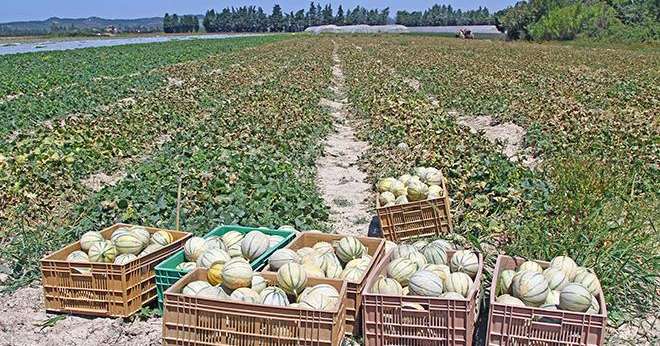 Seul le bassin sud-est voit ses plantations de melons augmenter. Photo : Illsutrez-vous / Adobe Stock
