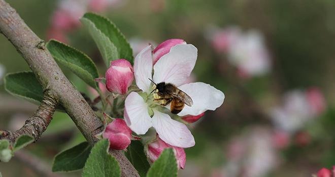 Osmia, société basée à Agen, a développé une expertise dans l’élevage des osmies et offre des services de pollinisation. Photo Osmia
