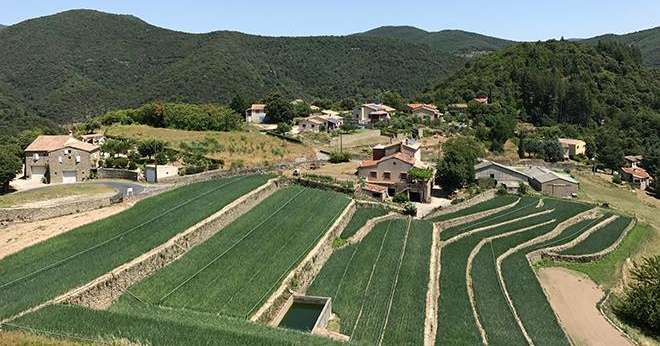 Des champs d'oignons doux à Saint-André-de-Majencoules dans les Cévennes. Photo : Atlantis / Adobe Stock