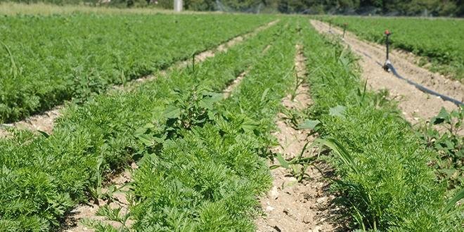 La production 2022-2023 de carottes pour le marché du frais baisserait de 20 % par rapport à la campagne précédente. © O.Lévêque/Pixel6TM