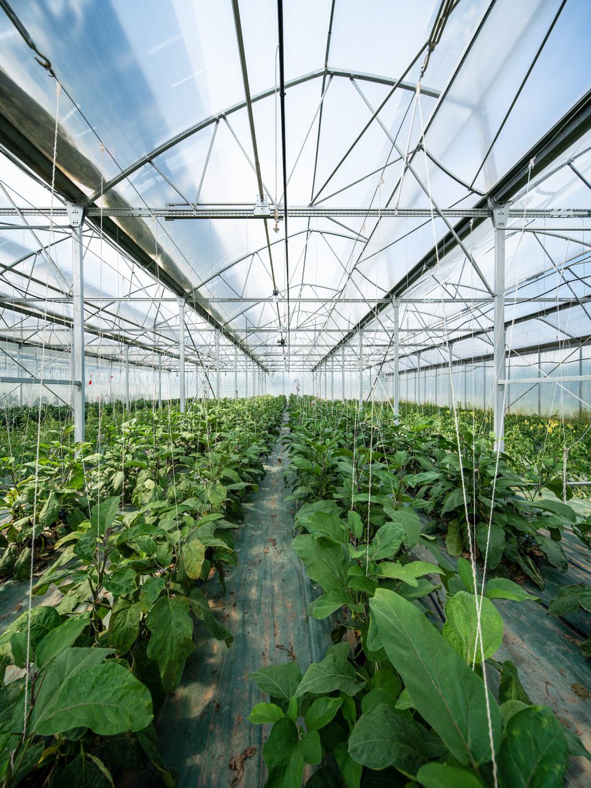 Production d'aubergines sous dispositif agrivoltaïque SunAgri