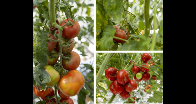 Le virus du fruit brun et rugueux de la tomate (ToBRFV) est un virus végétal qui se propage rapidement et qui a un impact majeur sur la production mondiale de tomates. Photo : Rijk Zwaan