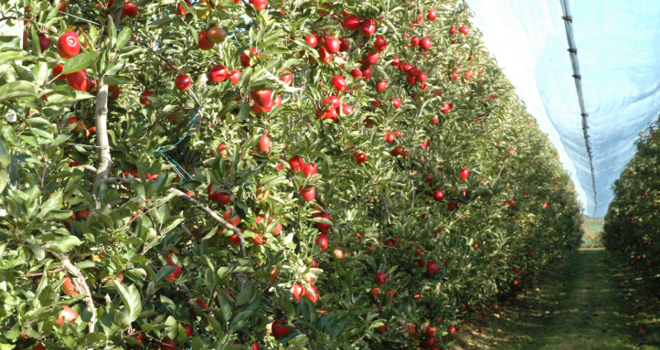 La production française de pommes en 2022 atteindrait 1,43 millions de tonnes selon Agreste. Photo : O.Lévêque/Pixel6TM 
