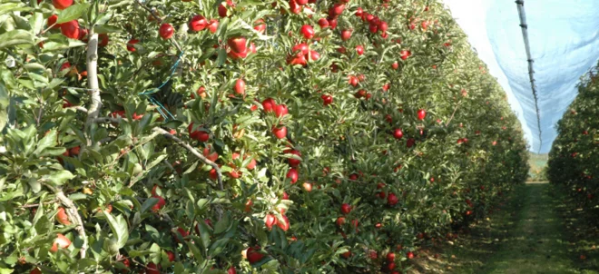 La récolte de pommes 2022 dans la moyenne quinquen