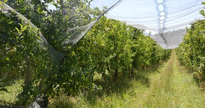 Les deux nouveaux produits de biocontrôle de Koppert, à base de nématodes auxiliaires, peuvent être utilisés pour lutter contre plusieurs ravageurs des fruits à pépins. Photo : C.Even/Pixel6TM 