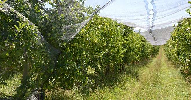 Les deux nouveaux produits de biocontrôle de Koppert, à base de nématodes auxiliaires, peuvent être utilisés pour lutter contre plusieurs ravageurs des fruits à pépins. Photo : C.Even/Pixel6TM 