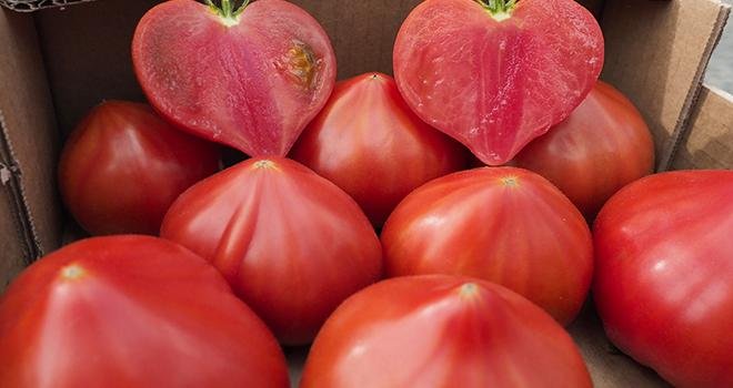 Une nouveauté HM.Clause : la tomate Diamandia. Photo : HM.Clause