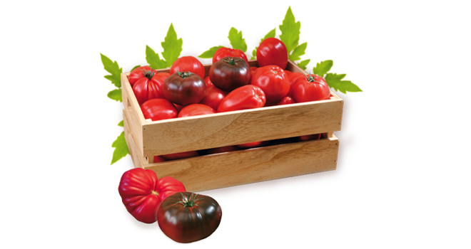 Malgré les aléas climatiques, la saison aura été une belle année en frais comme en transformé pour la tomate de Marmande. Photo : AIFLG