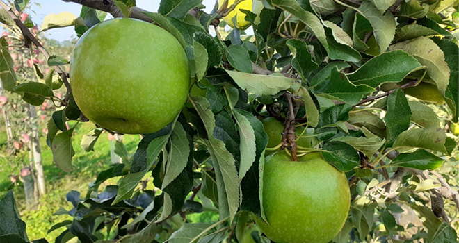 Canopy (COV) est une variété de pomme verte, juteuse et croquante de IFO-Dalival. Photo : DR