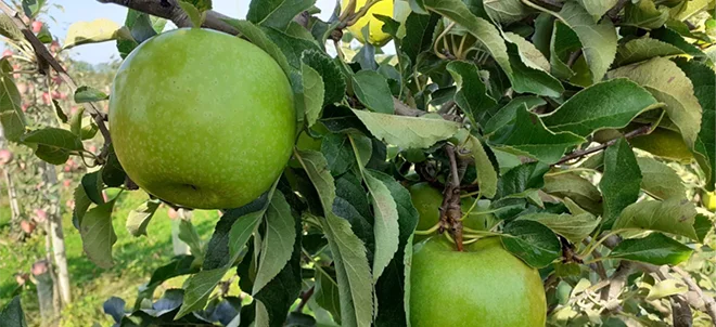 La pomme Canopy de Dalival-IFO veut défier la Gran