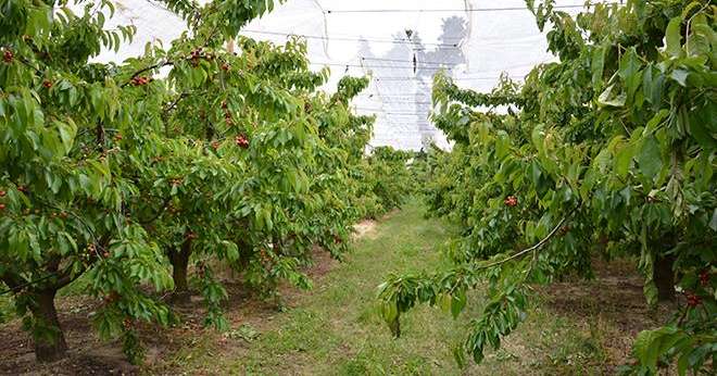 Verger de cerisiers au domaine du lycée agricole Louis Giraud à Carpentras. Photo : C. Even/Pixel6TM