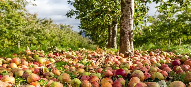Pommes à cidre : les producteurs réclament une rev