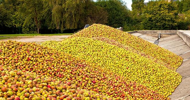 Pour la récolte 2022 en pommes à cidre, la Bretagne est la région la plus touchée, alors que la Normandie devrait progresser légèrement. Photo : Gerhard1302/Adobe stock  