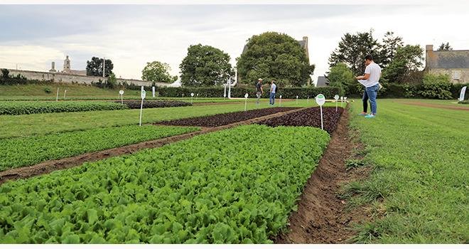 Plus de 50 clients de 14 pays ont découvert la nouvelle gamme salades plein champs de Vilmorin-Mikado du 12 au 15 septembre 2022 en Anjou. Photo : Vilmorin-Mikado