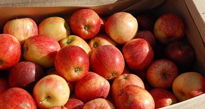 Selon Agreste, la production française de pommes 2022 augmenterait de 8 % sur un an, rejoignant ainsi la moyenne des récoltes de 2017 à 2021. Photo : O.Leveque/Pixel6TM