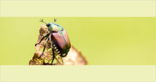 Le scarabée japonais représente une menace pour de nombreuses espèces de plantes dont les pruniers, les pommiers, la vigne, ou encore les asperges. Photo : Anses