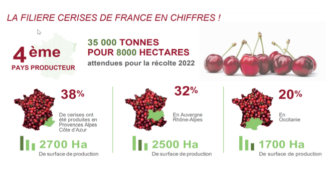 Avec 3200 producteurs, la cerise est la 2e espèce fruitière cultivée en France en nombre d’exploitations. Photo : AOP Cerises de France