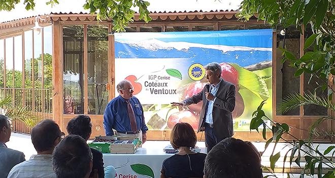 La première campagne IGP Cerise des coteaux du Ventoux a été lancée le 19 mai dernier dans le Vaucluse. Photo : Julie Dherbecourt/ODG Fruiventoux