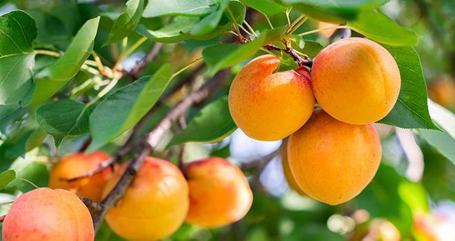 Des prévisions de récolte d'abricots en hausse par rapport à 2021. Photo : Adobe Stock/Dusan Kostic