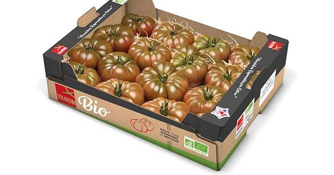 Solarenn tomate en carton
