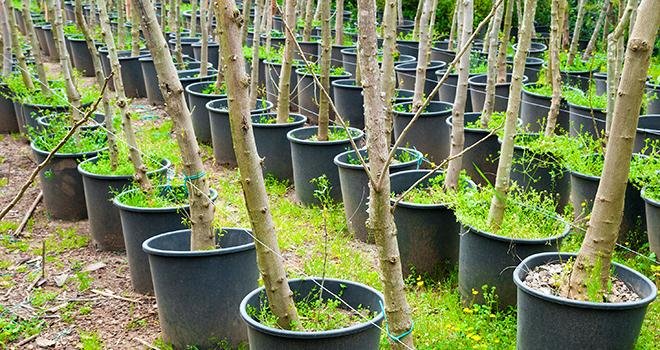 Les arbres fruitiers de jardin sont reconnus en Label Rouge depuis le 29 mars 2022. Photo : Adobe Stock Golicin 