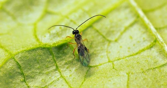 Minusa (Dacnusa sibirica) est un endoparasite attaquant les mouches mineuses. Photo : Koppert Biological Systems 