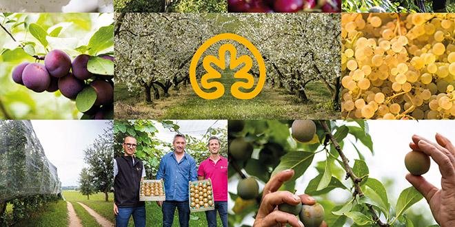 Les arboriculteurs réunis au sein de Vergers Cancel produisent des prunes, des kiwis, des cerises et des raisins dont le Chasselas de Moissac. © Vergers Cancel