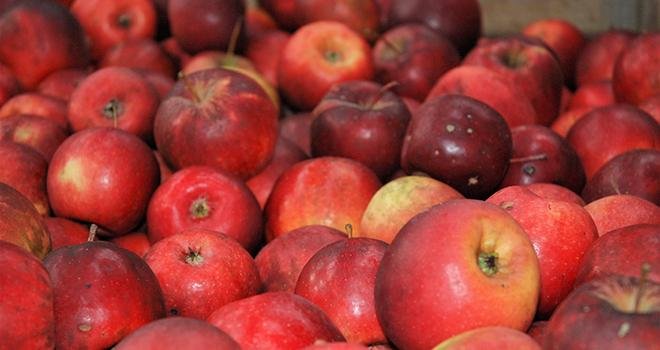 Au 1er janvier 2022, le stock de pommes « Vergers écoresponsables » s’élevait à 597 000 tonnes, soit 5 % de plus que l’année précédente à la même date. Photo : O.Lévêque/Pixel6TM