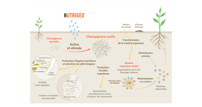 Le biostimulant Nutrigeo est un complexe concentré soluble à base d’extraits végétaux et d’éléments minéraux. Illustration Gaïago