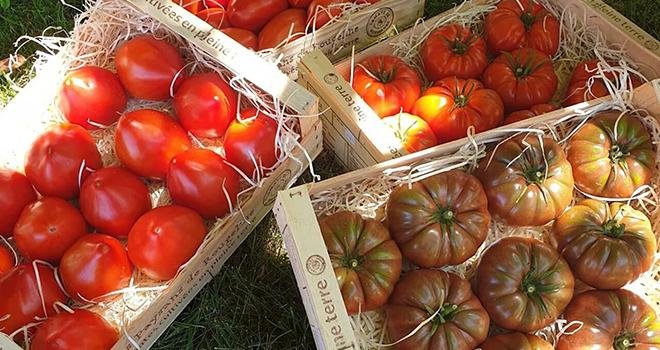 Côtelées, cornues ou cœurs : la tomate de Marmande se décline sous plusieurs formes. Photo : AIFLG