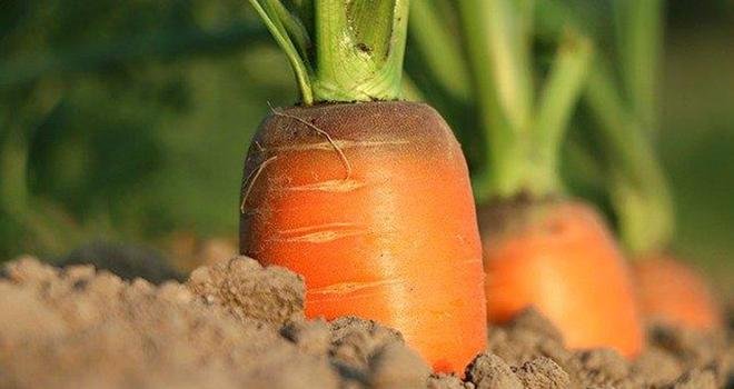 Arterris souligne s’investir afin de relocaliser la production de carottes destinée au marché du frais dit de « première gamme » sur le territoire du Sud-Est. Photo : Arterris
