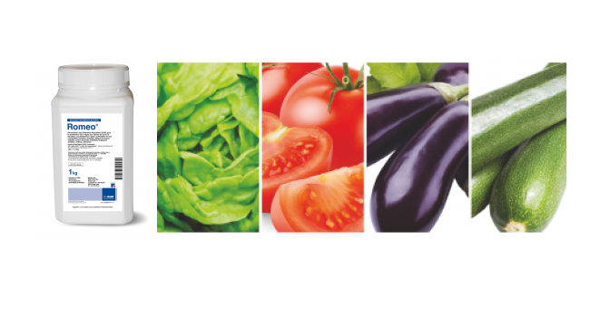 Romeo® est homologué sur salades, tomate, aubergine, courgette, concombre, cornichon, melon, potiron, pastèque et fraisier. Photo BASF