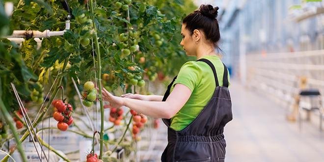 L’État rappelle la nécessité de respecter des règles de biosécurité strictes dans toutes les pépinières et les exploitations productrices de tomates et de poivrons à titre préventif. © ​Nejron Photo / Adobe Stock