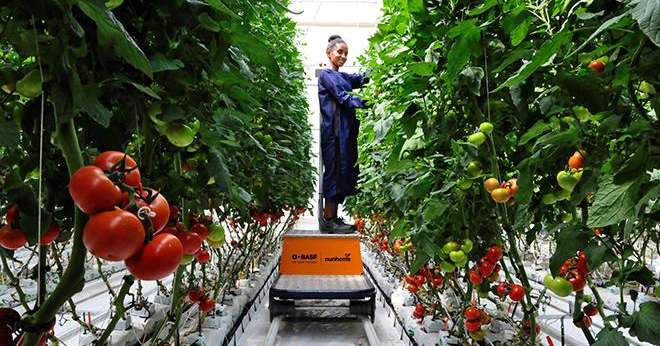 Le nouveau site de production de semences potagères de BASF en Éthiopie offre des conditions de production idéales tout au long de l'année pour les poivrons, tomates et concombres, afin de fournir les clients du monde entier. Photo : BASF