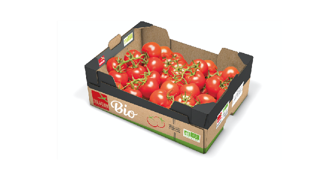Solarenn commercialise, dès cette année, une gamme de tomates bio, en grappe et côtelées Noires cultivées sous abri froid, en pleine terre, de juin à octobre. Photo Solarenn