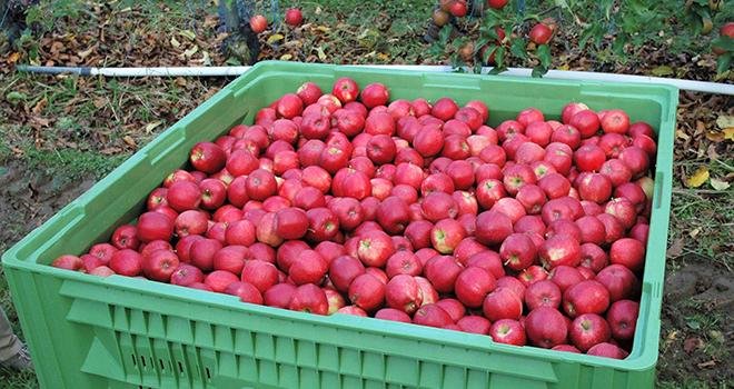 En 2020, sur des surfaces en légère baisse, la production française de pommes à 1,3 Mt recule de 13 %, atteignant son niveau le plus bas depuis sept ans, indique Agreste dans une note du 29 avril. Photo O.Lévêque/Pixel6TM