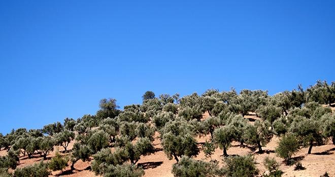 L’opération « Des Arbres pour la Planète » lancée par la Fondation Azura a permis de planter, du 8 au 10 avril dernier, plus de 6.800 arbres fruitiers : oliviers, arganiers, caroubiers, grenadiers et figuiers. Photo benjamin laclau/Adobe Stock