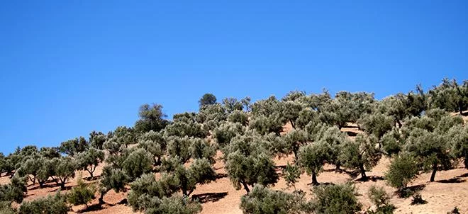 La Fondation Azura plante plus de 6.800 arbres fru