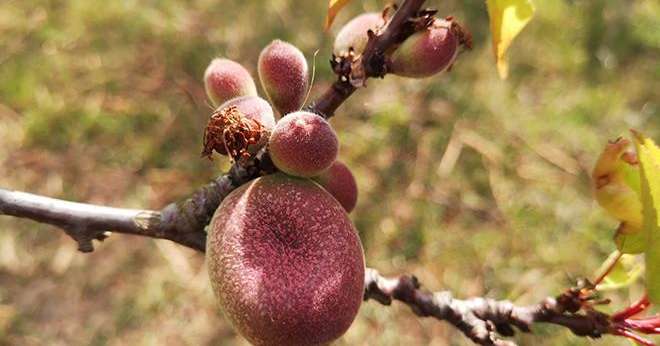 Dégâts de gel sur abricots observés dans le Gard. Photo chambre d’agriculture du Gard