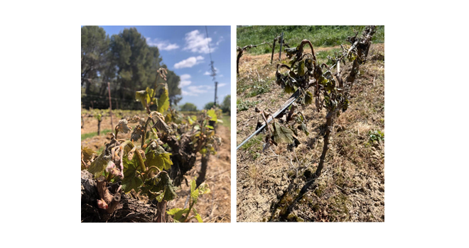 Dans l’Hérault, de nombreuses parcelles viticoles ont été touchées à 100% par les gelées des nuits des 6 et 7 avril. Dans les parcelles de fruits à noyaux et de pommiers, les dégâts sont aussi considérables. Photos chambre d'agriculture de l'Hérault