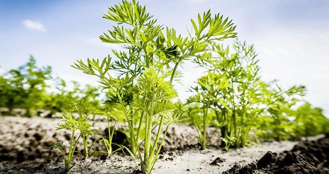 L’herbicide Stratos® Ultra, proposé par la société BASF, vient d’obtenir une extension d’usage sur carotte et scorsonère. Photo BASF