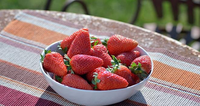La Mariguette est la nouvelle variété de fraise estampillée label Rouge, une première depuis dix ans. Photo Rougeline