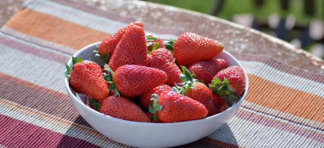 La Mariguette, nouvelle variété de fraise label Ro