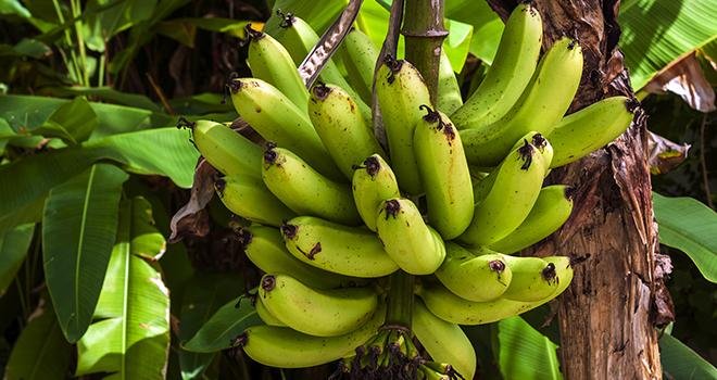 La propagation d’un champignon responsable de la fusariose du bananier menace les cultures de bananiers. Photo : Eduardo Lara Filho/Adobe Stock