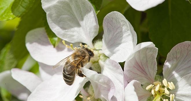 Avec le nouveau plan pollinisateur, le cadre serait étendu à tous les produits phytosanitaires, et plus uniquement aux insecticides. Photo : Fotolia Pictures news