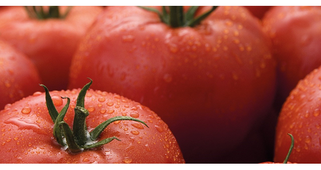 La variété de tomates résistante au ToBRFV de Syngenta sera commercialisée début 2021. Photo : Syngenta