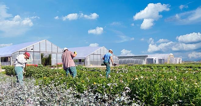 L’aide aux travailleurs saisonniers agricoles accordée depuis le 1er avril 2020 pour le règlement des dépenses de logement est prorogée. Photo : Industrieblick/Adobe stock